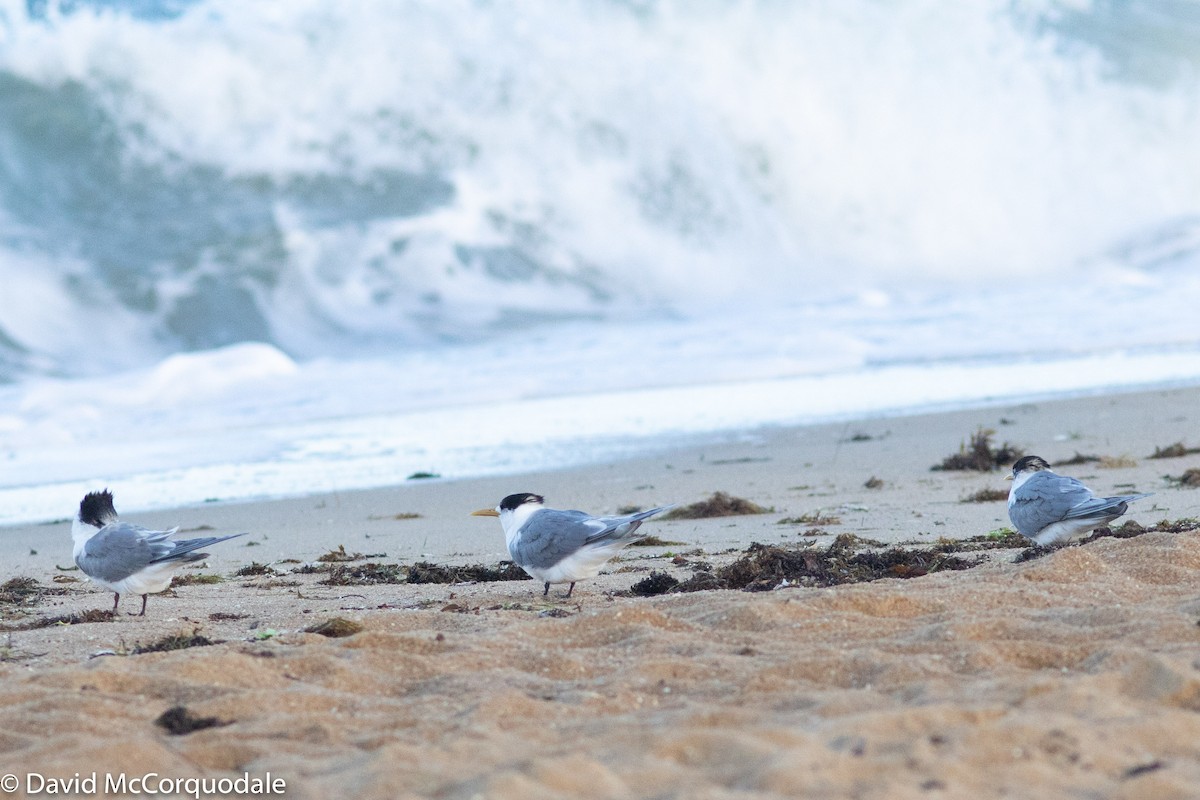 Great Crested Tern - ML140545341