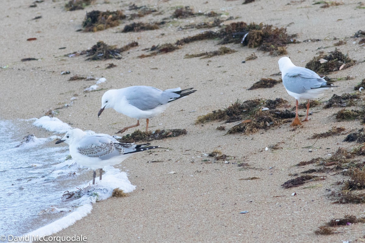 Silver Gull (Silver) - ML140545531