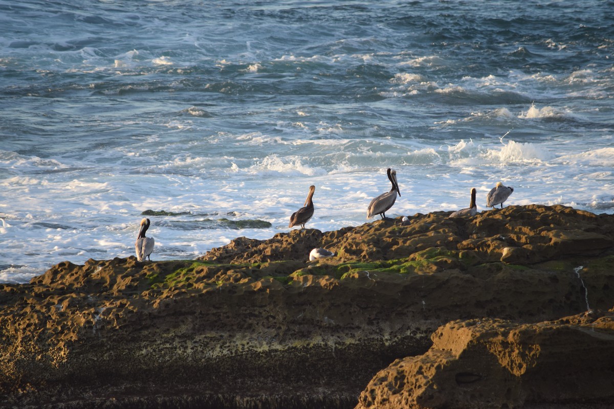 Brown Pelican - ML140545621