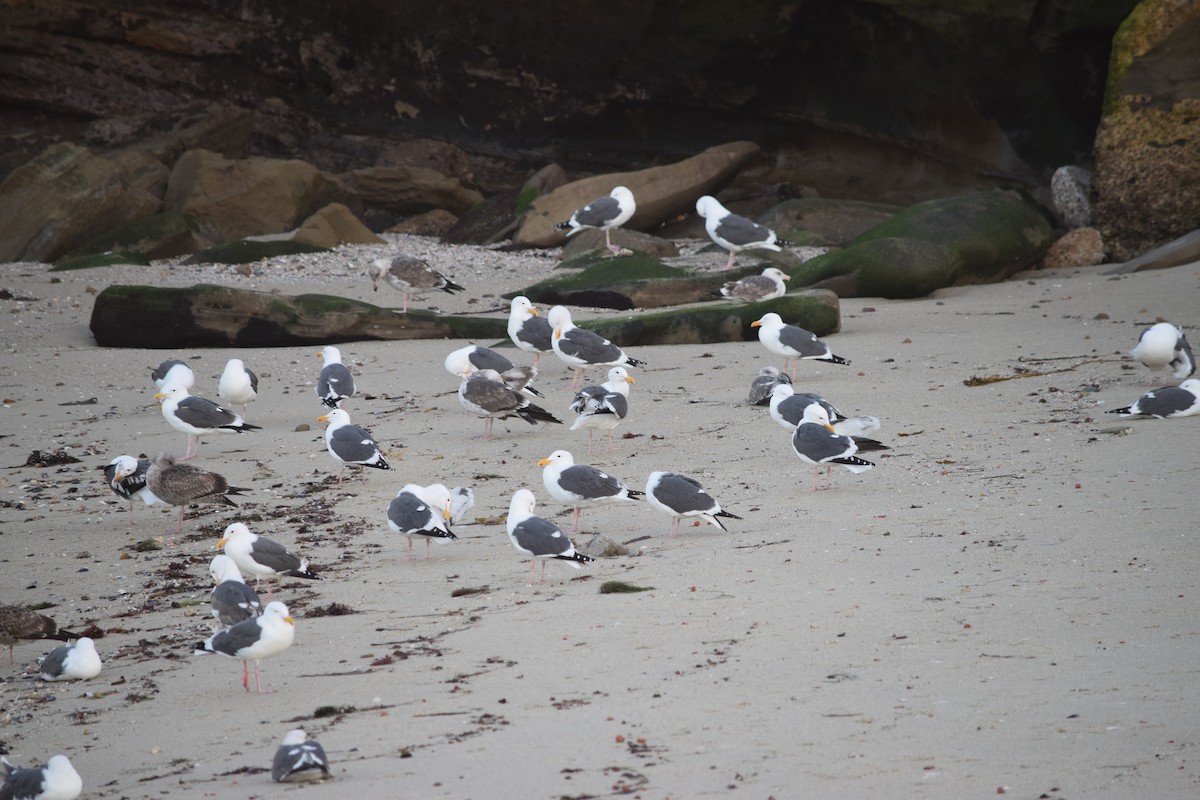 Western Gull - ML140545711