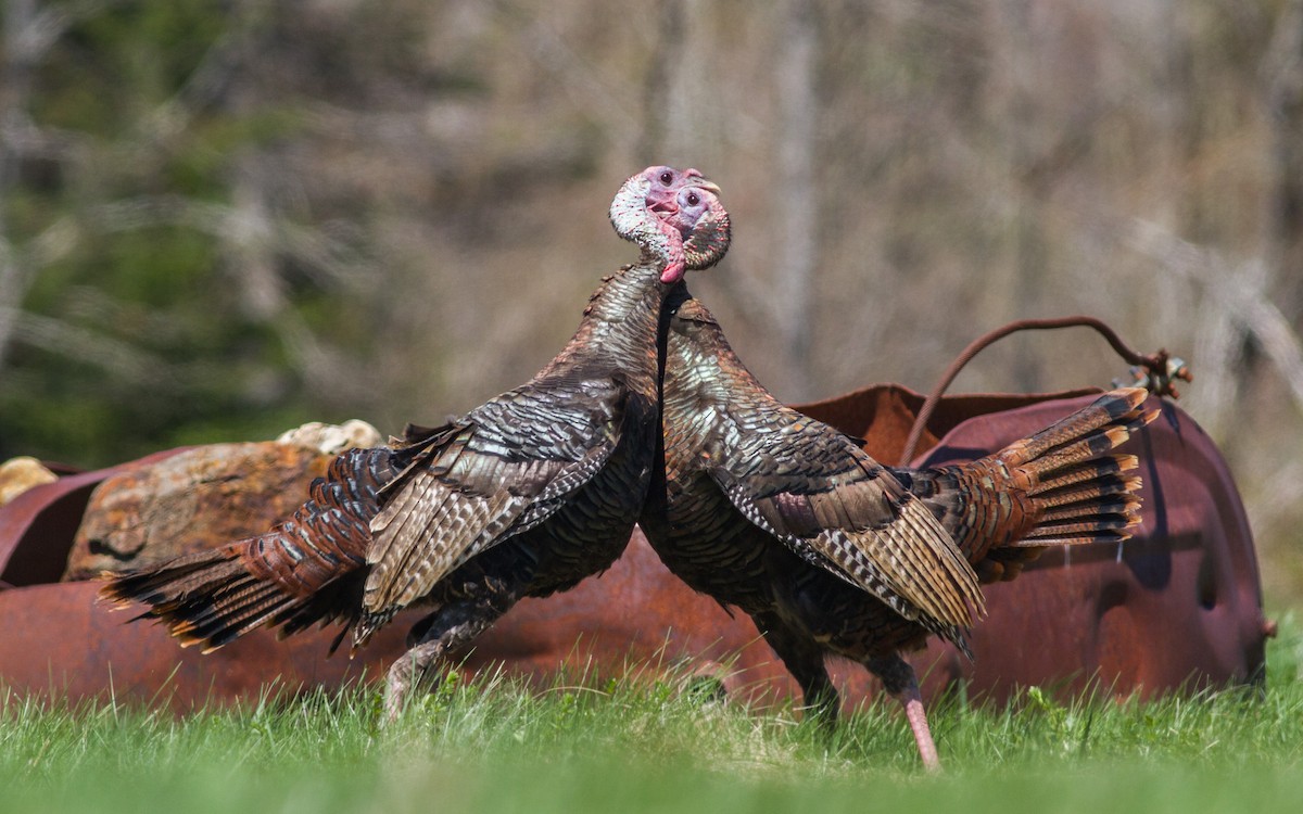 Wild Turkey - ML140545861