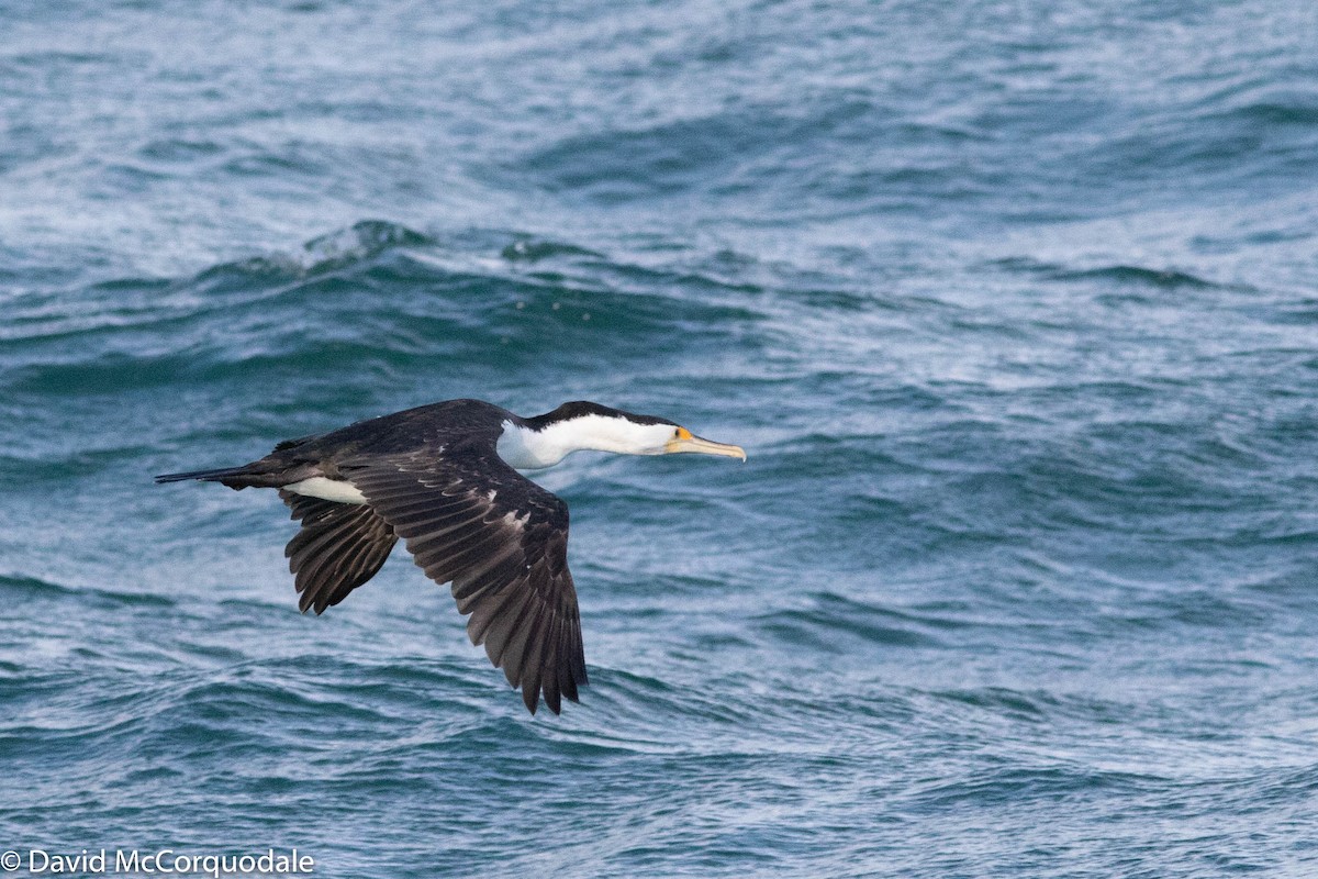 Pied Cormorant - ML140546011