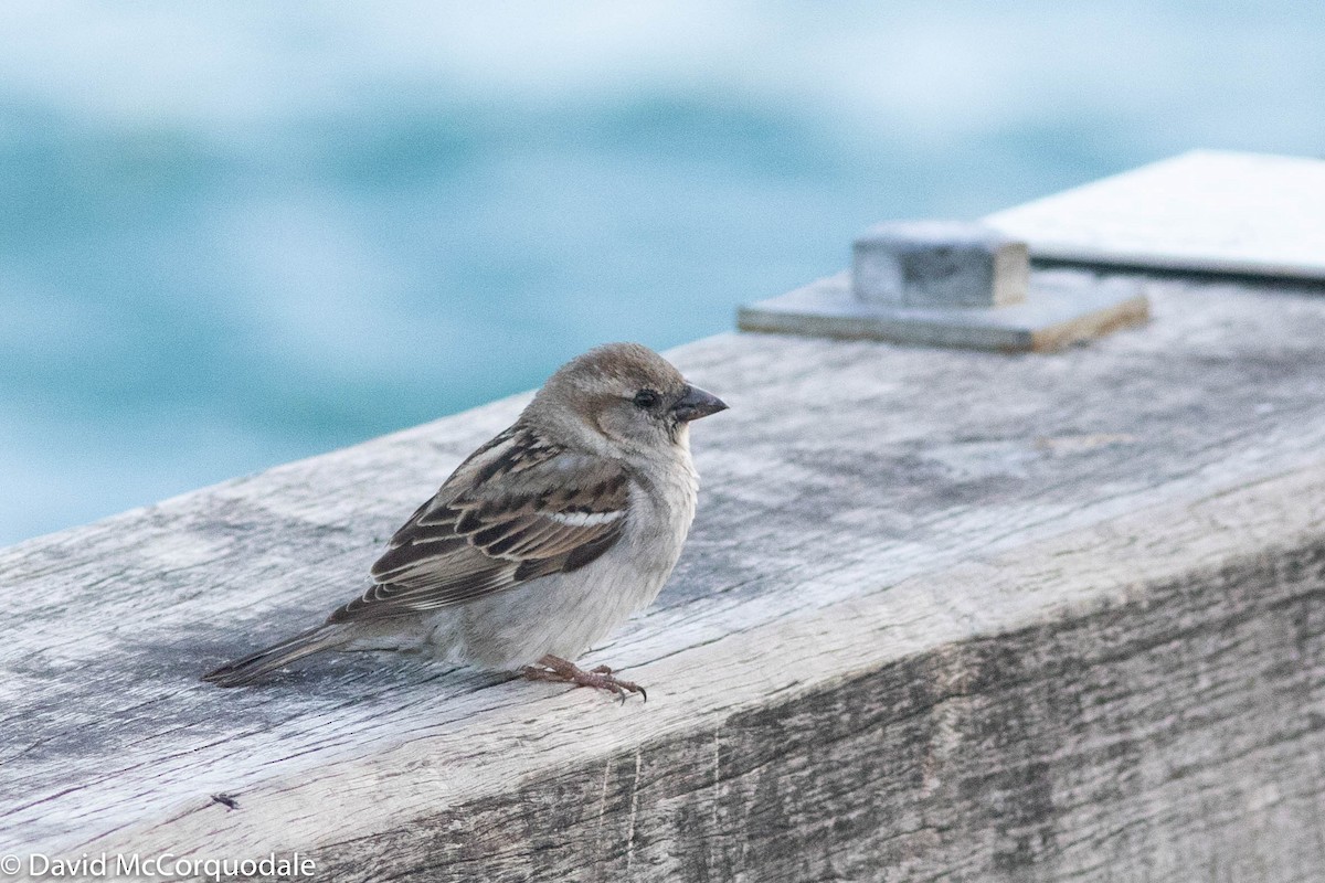 House Sparrow - ML140546371