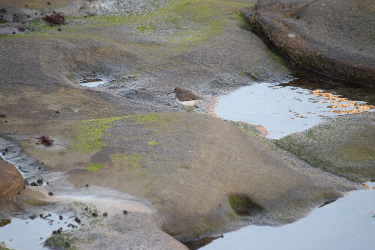 Spotted Sandpiper - ML140546931