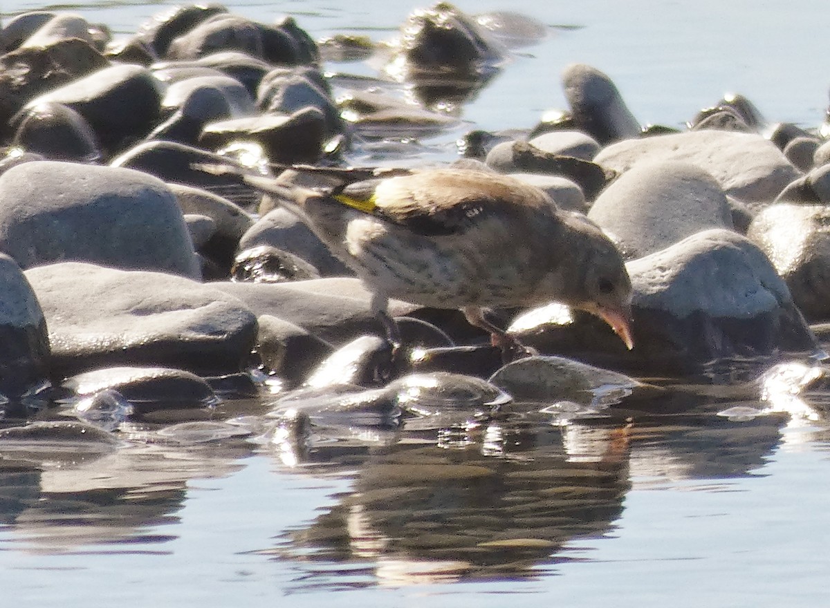 European Greenfinch - ML140547321