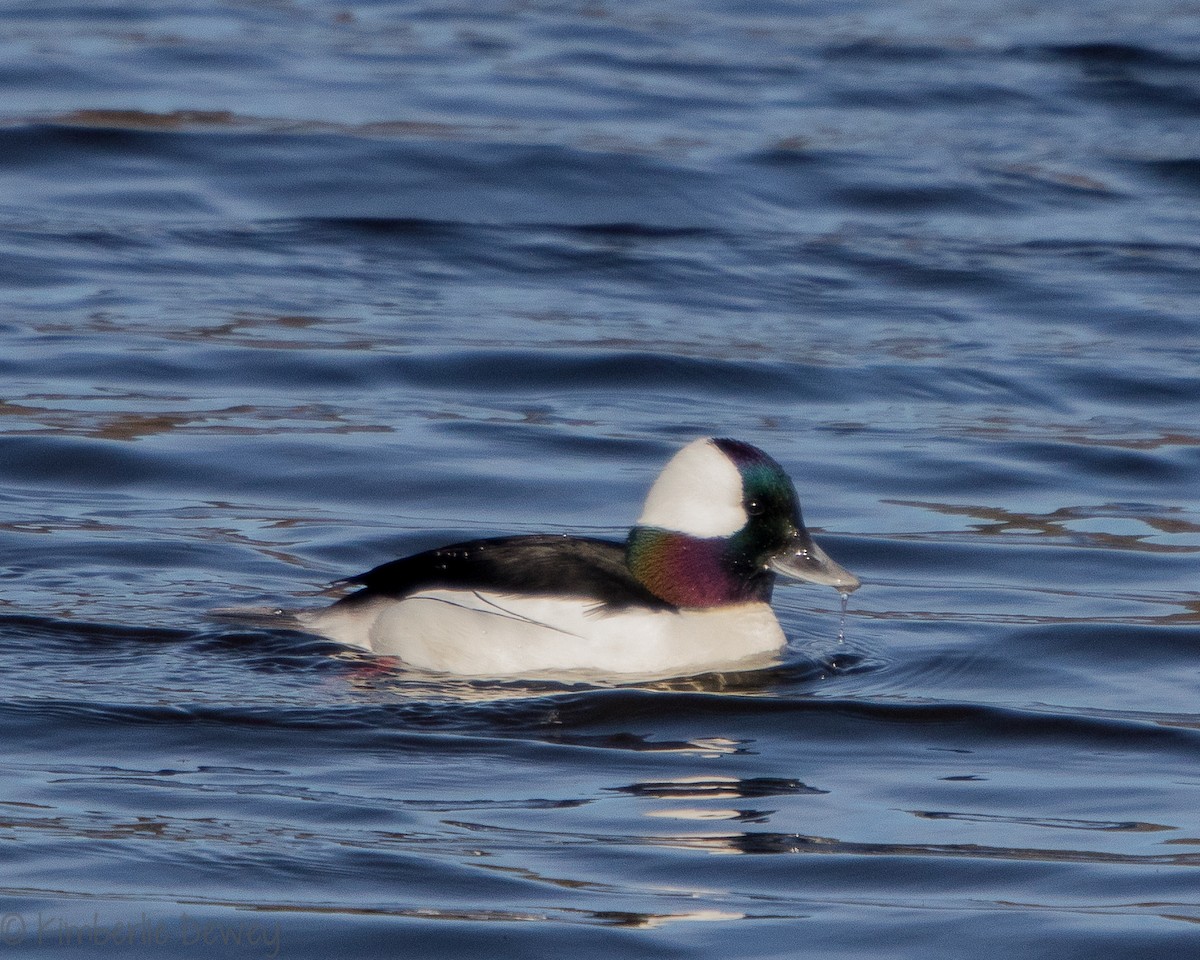 Bufflehead - ML140547521