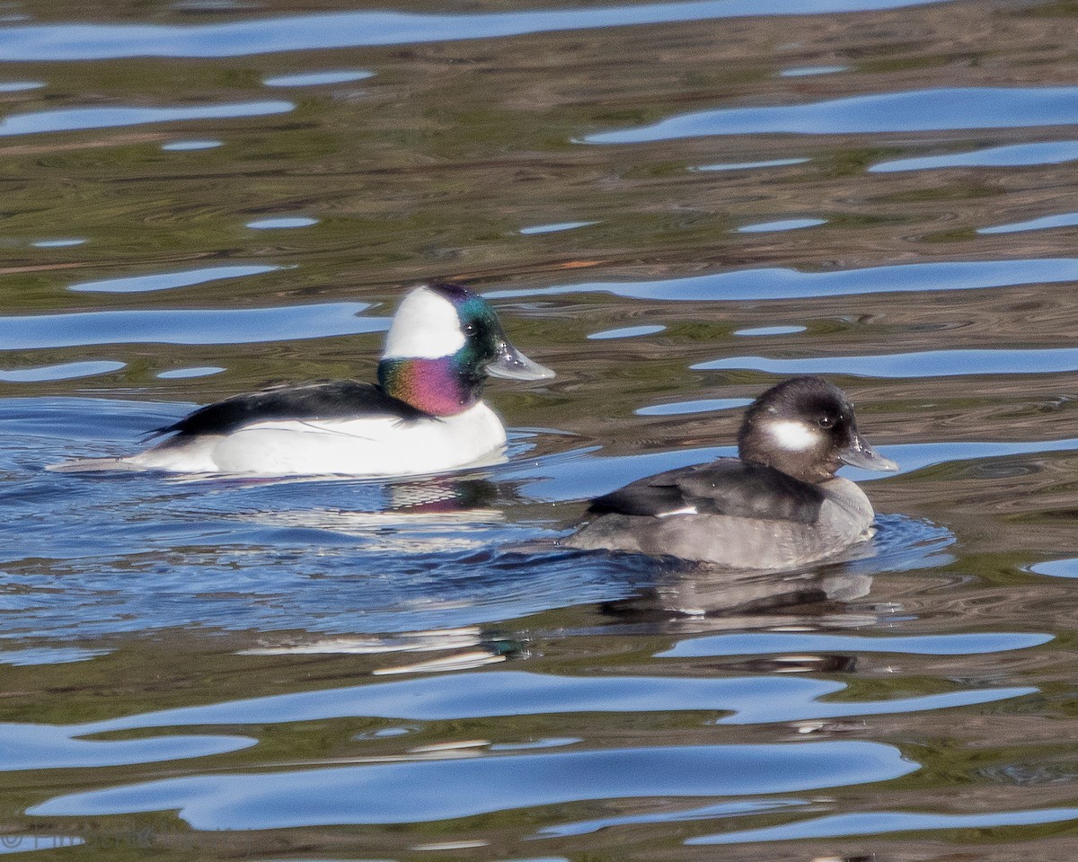 Bufflehead - ML140547531