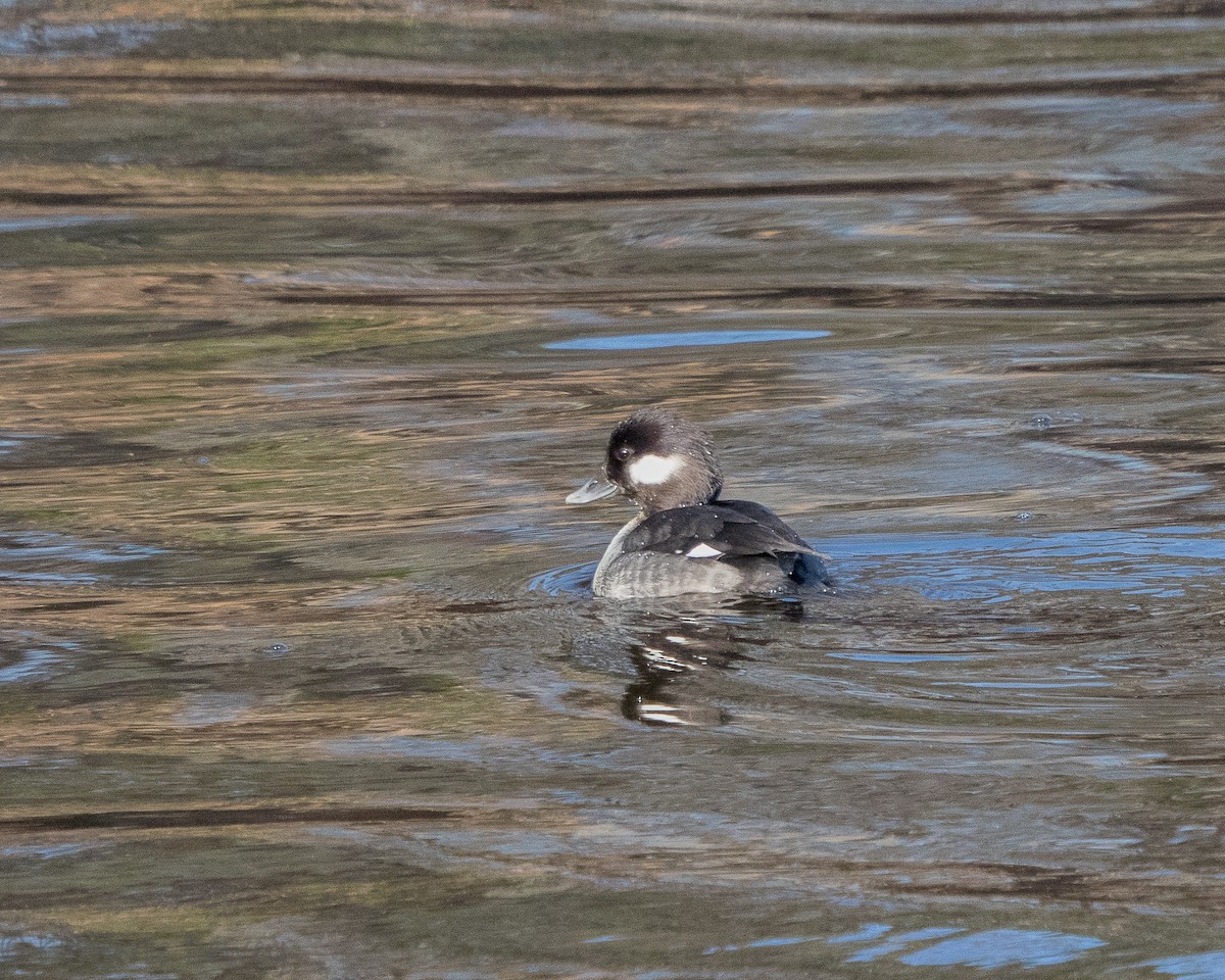 Bufflehead - ML140547551