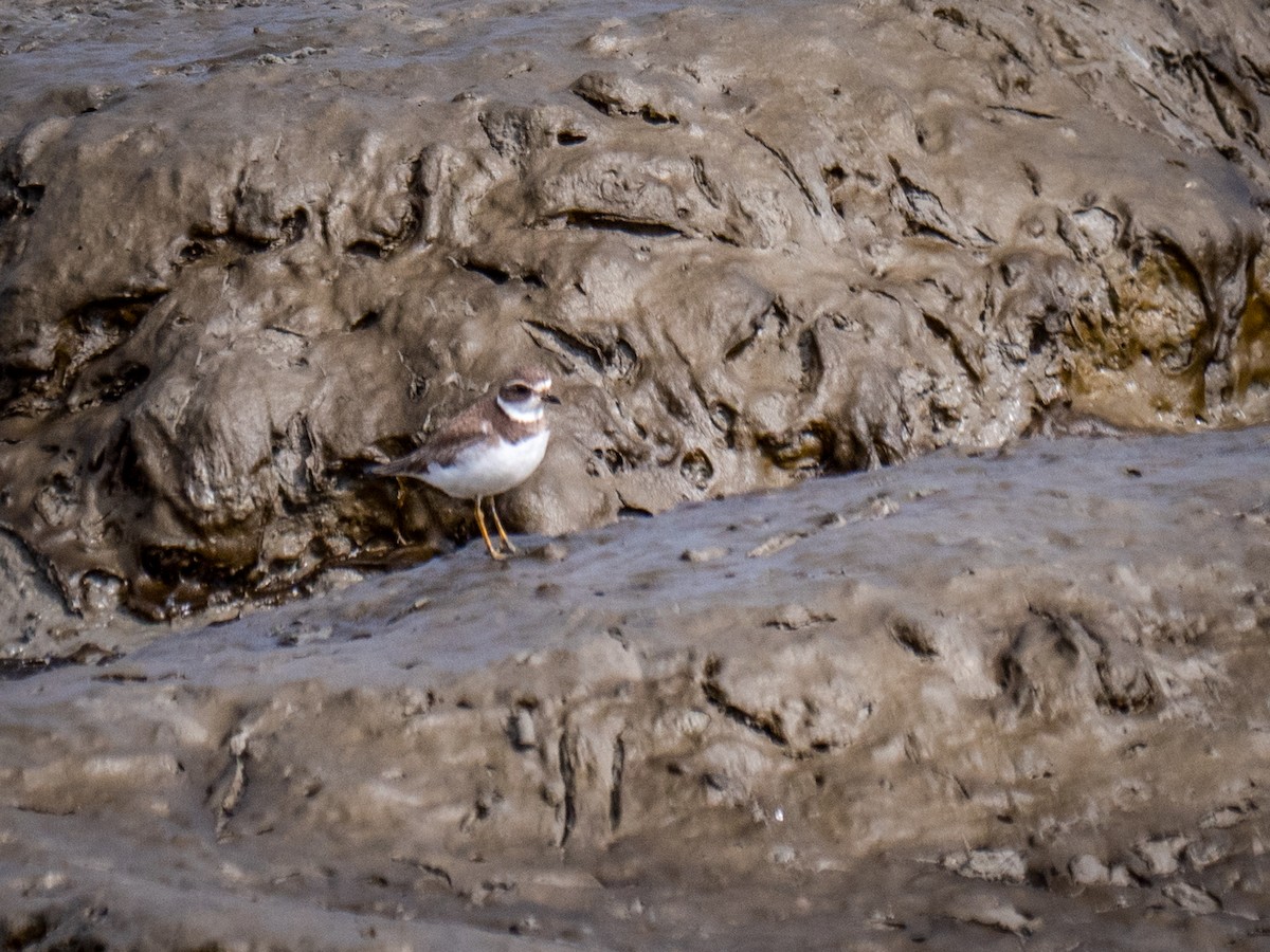 Semipalmated Plover - ML140547561