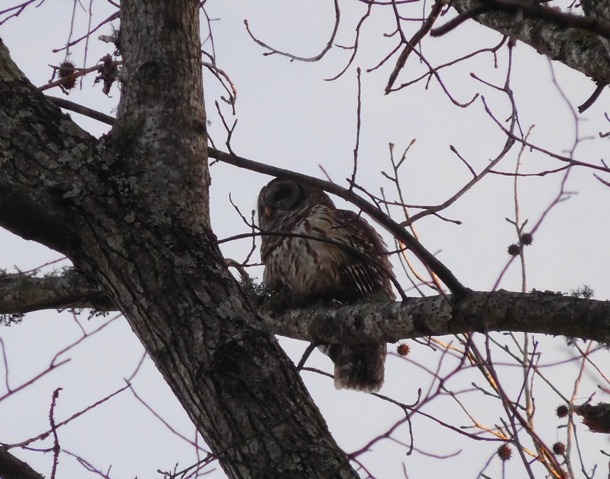 Barred Owl - ML140547581