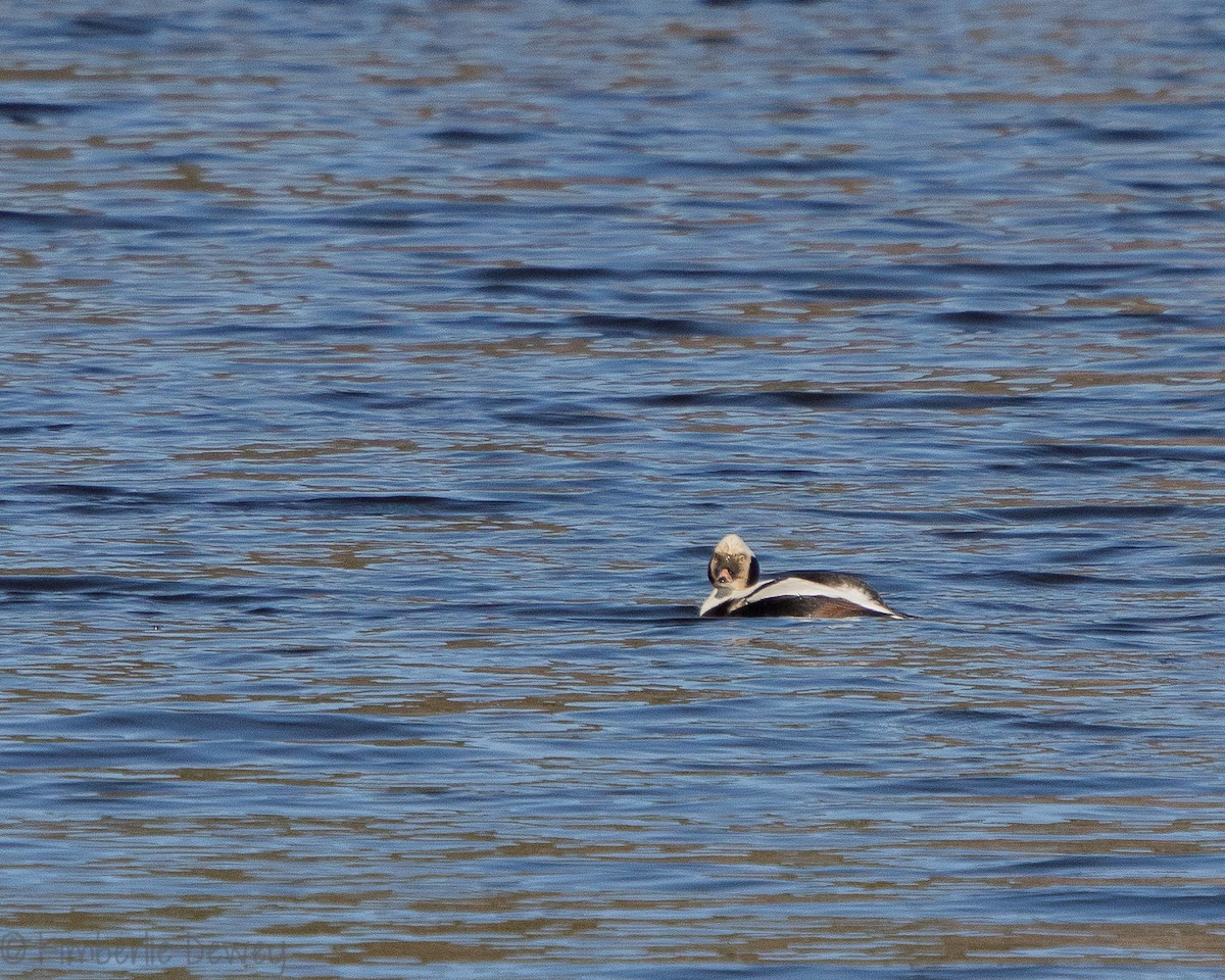 Long-tailed Duck - ML140547831