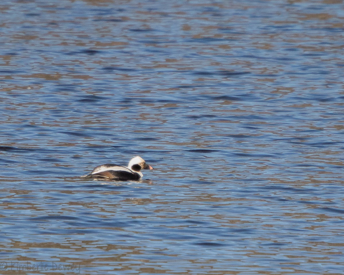 Long-tailed Duck - ML140547891