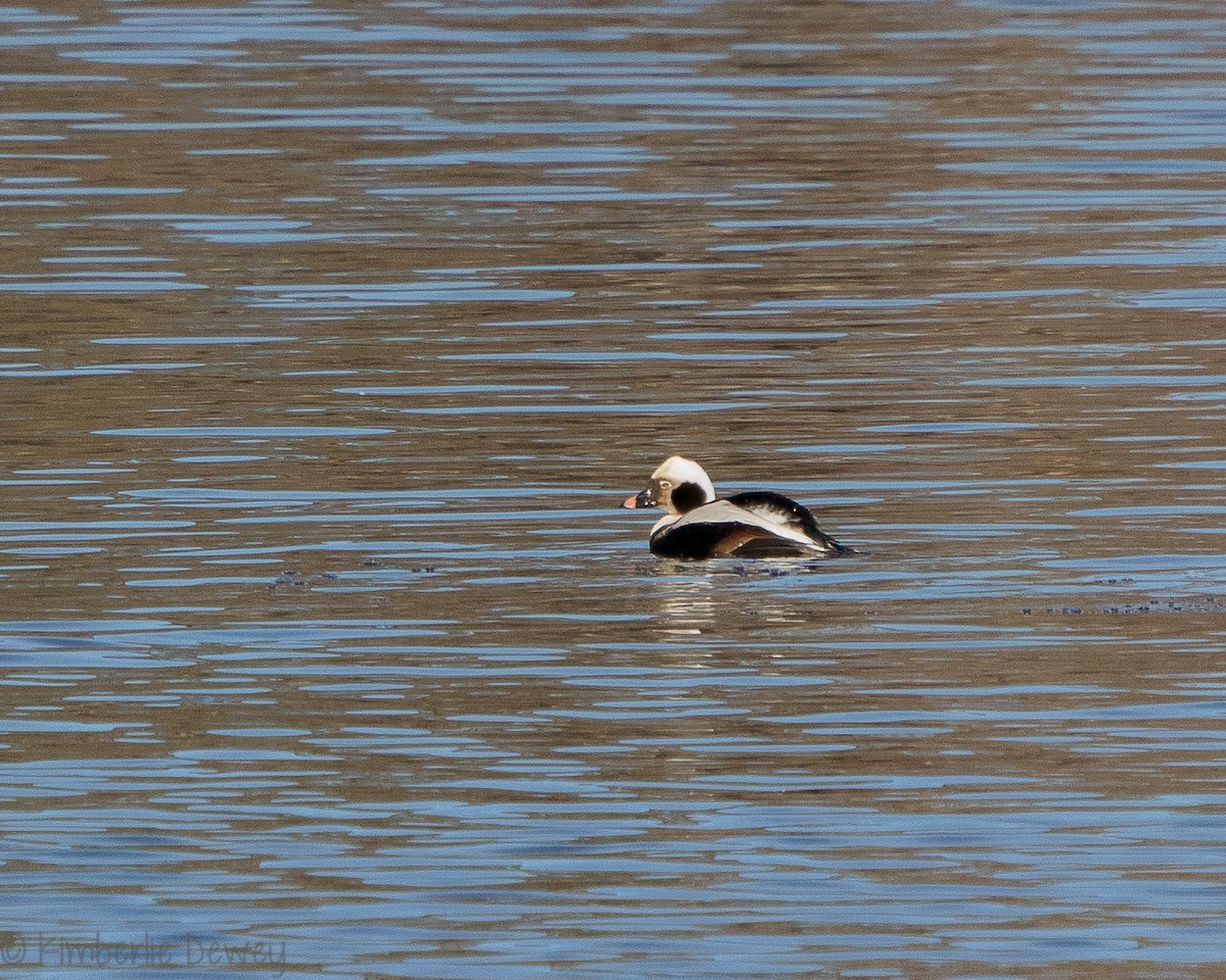 Long-tailed Duck - Kimberlie Dewey