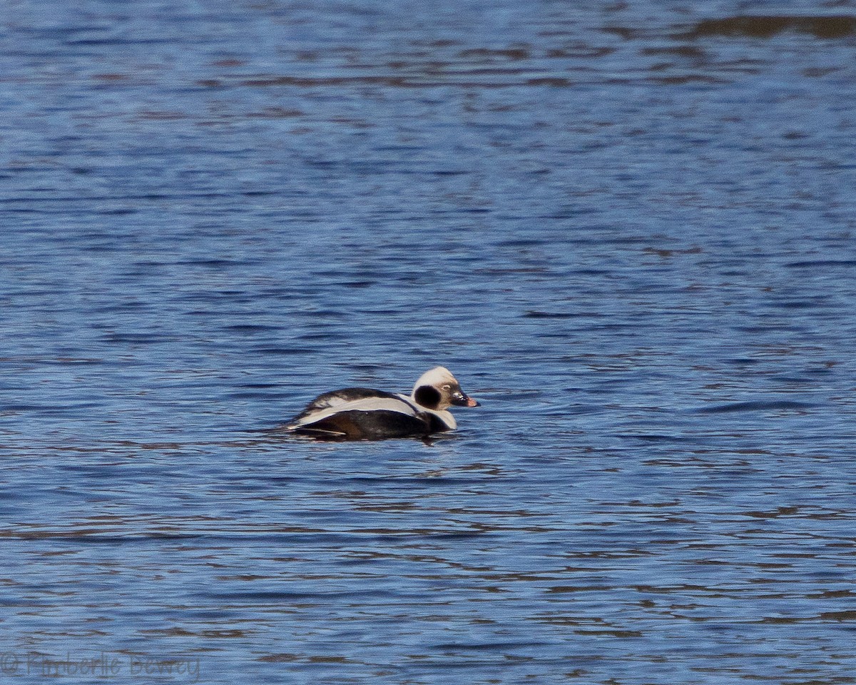 Long-tailed Duck - ML140547971