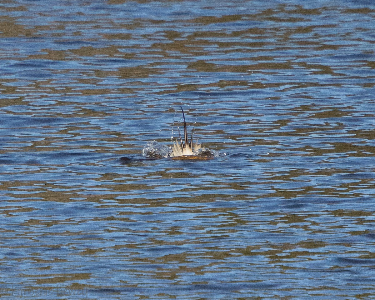 Long-tailed Duck - ML140548001