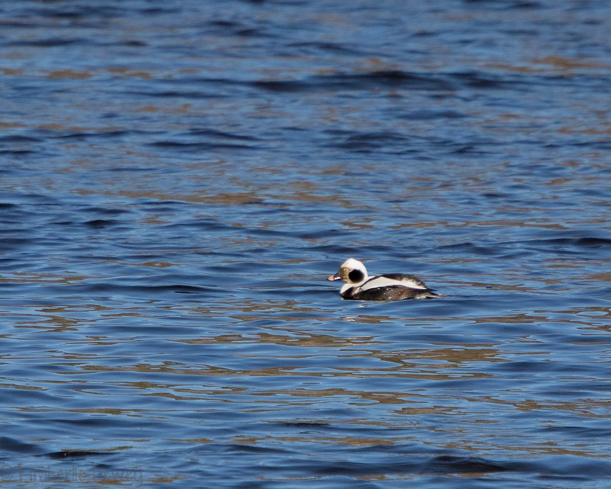 Long-tailed Duck - ML140548091