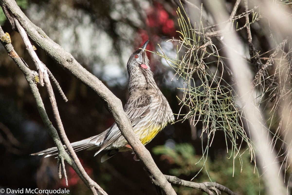 Red Wattlebird - ML140548311