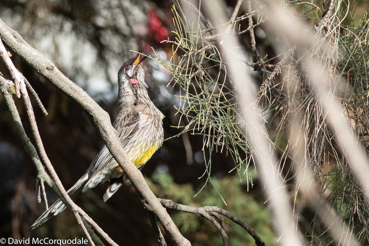 Red Wattlebird - ML140548321