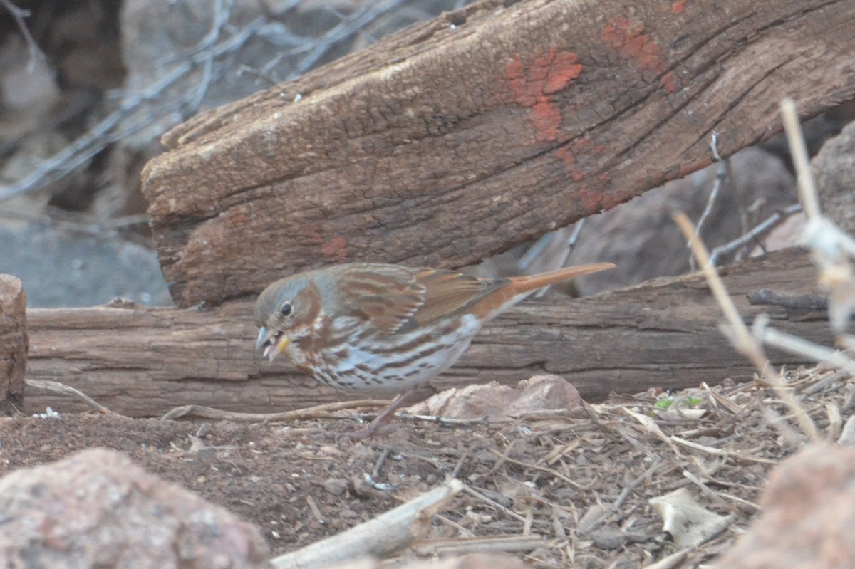 Fox Sparrow (Red) - ML140548341