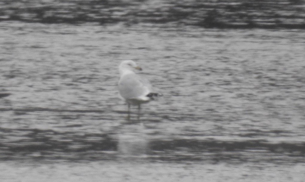 Ring-billed Gull - ML140548391