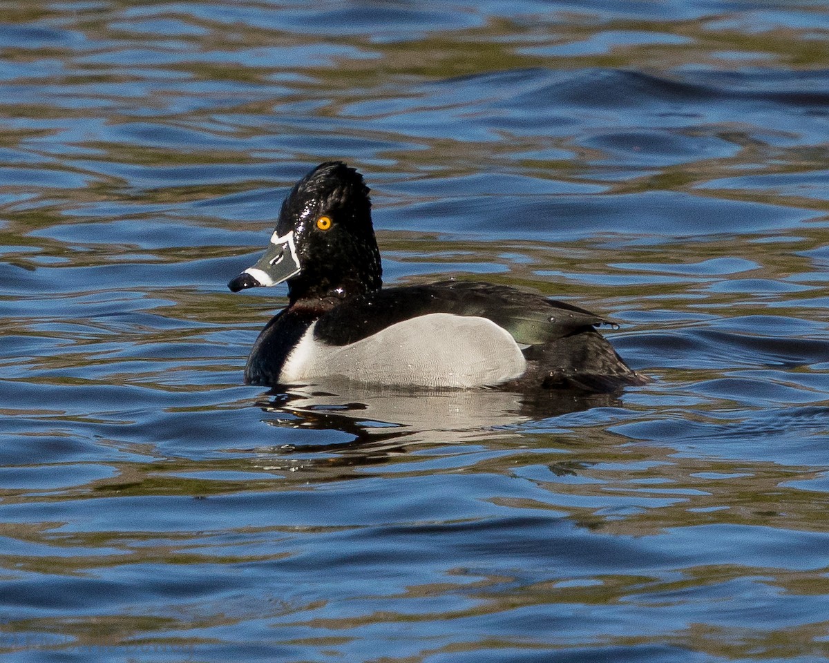 Ring-necked Duck - ML140548441