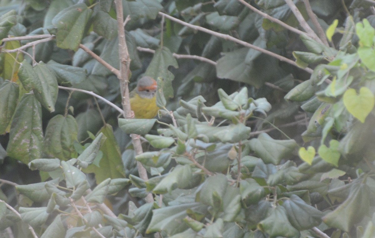 Rufous-browed Peppershrike - ML140548491