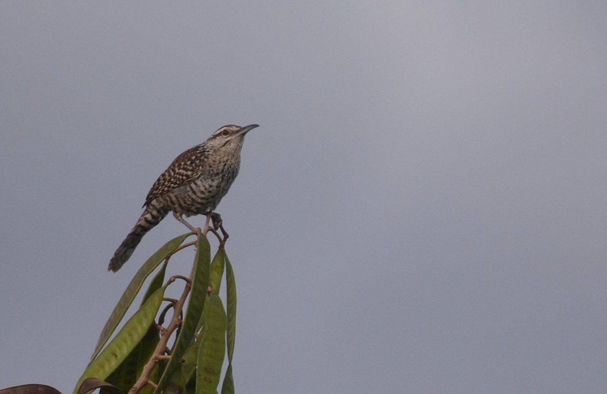 Yucatan Wren - ML140548521