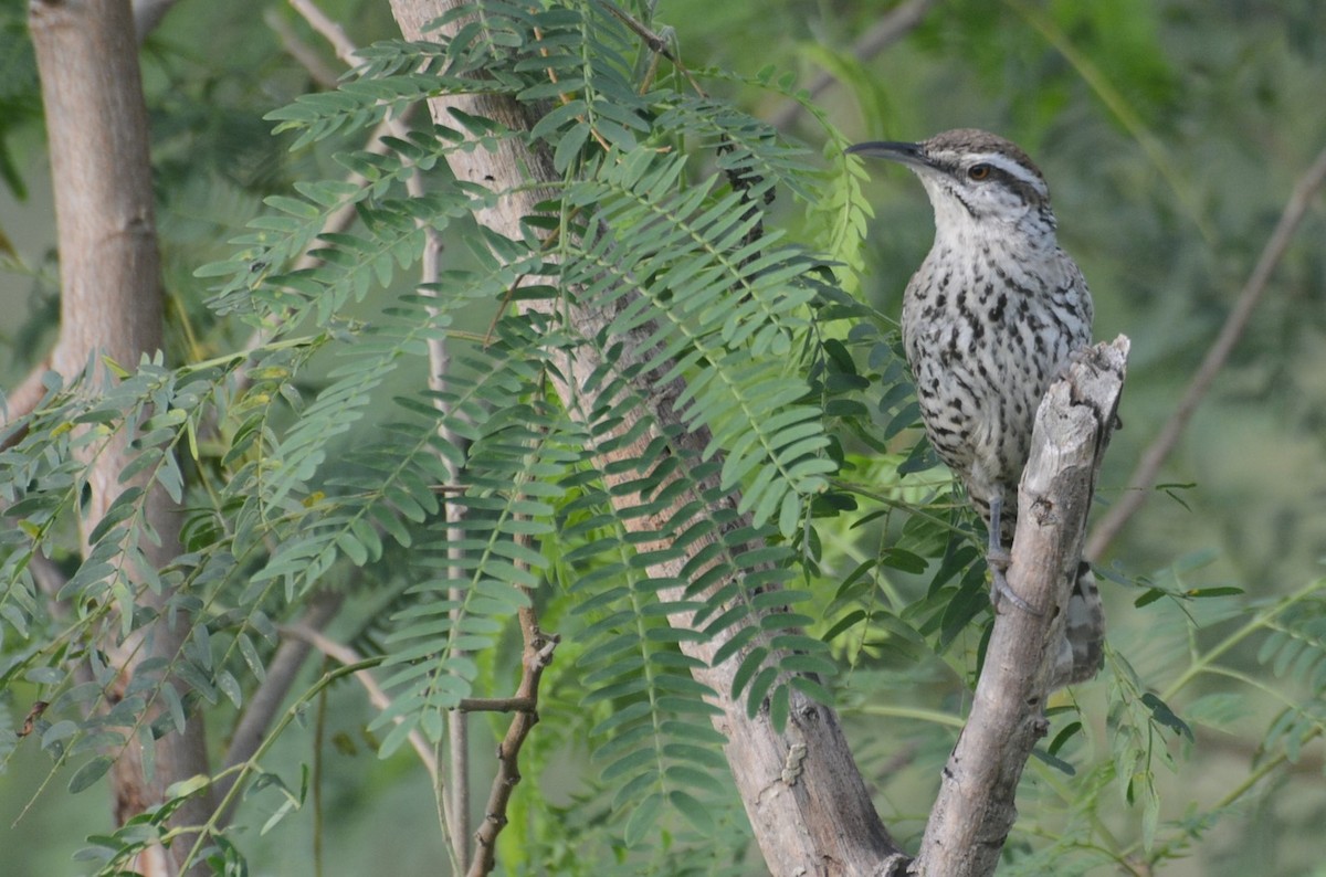 Yucatan Wren - Neil Gilbert