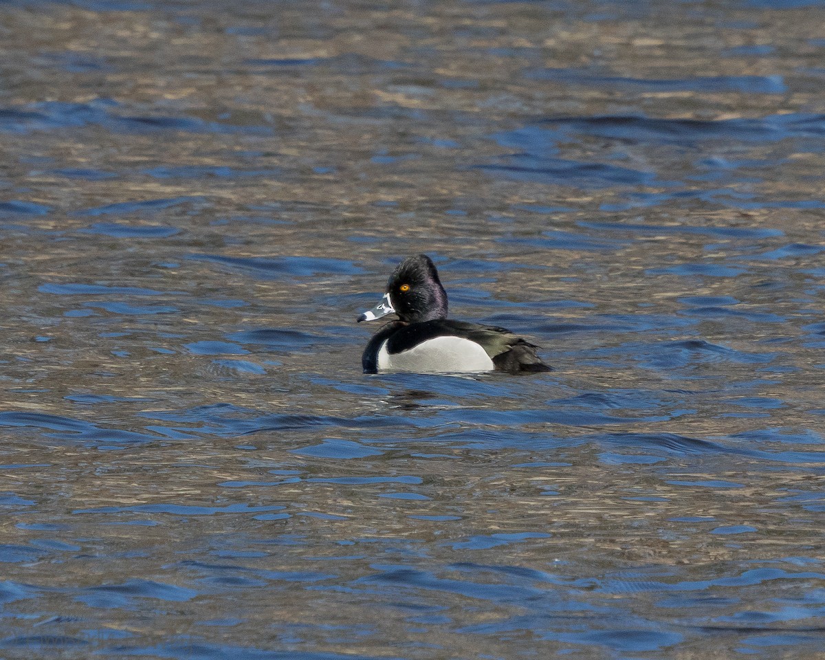 環頸潛鴨 - ML140548651