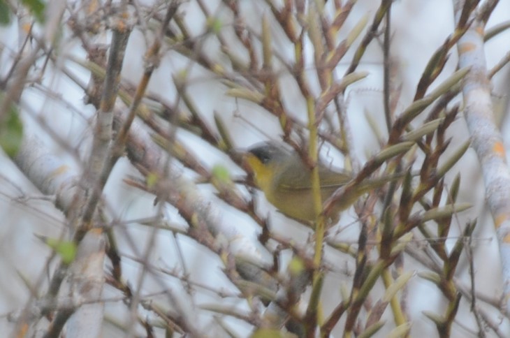 Gray-crowned Yellowthroat - ML140548691