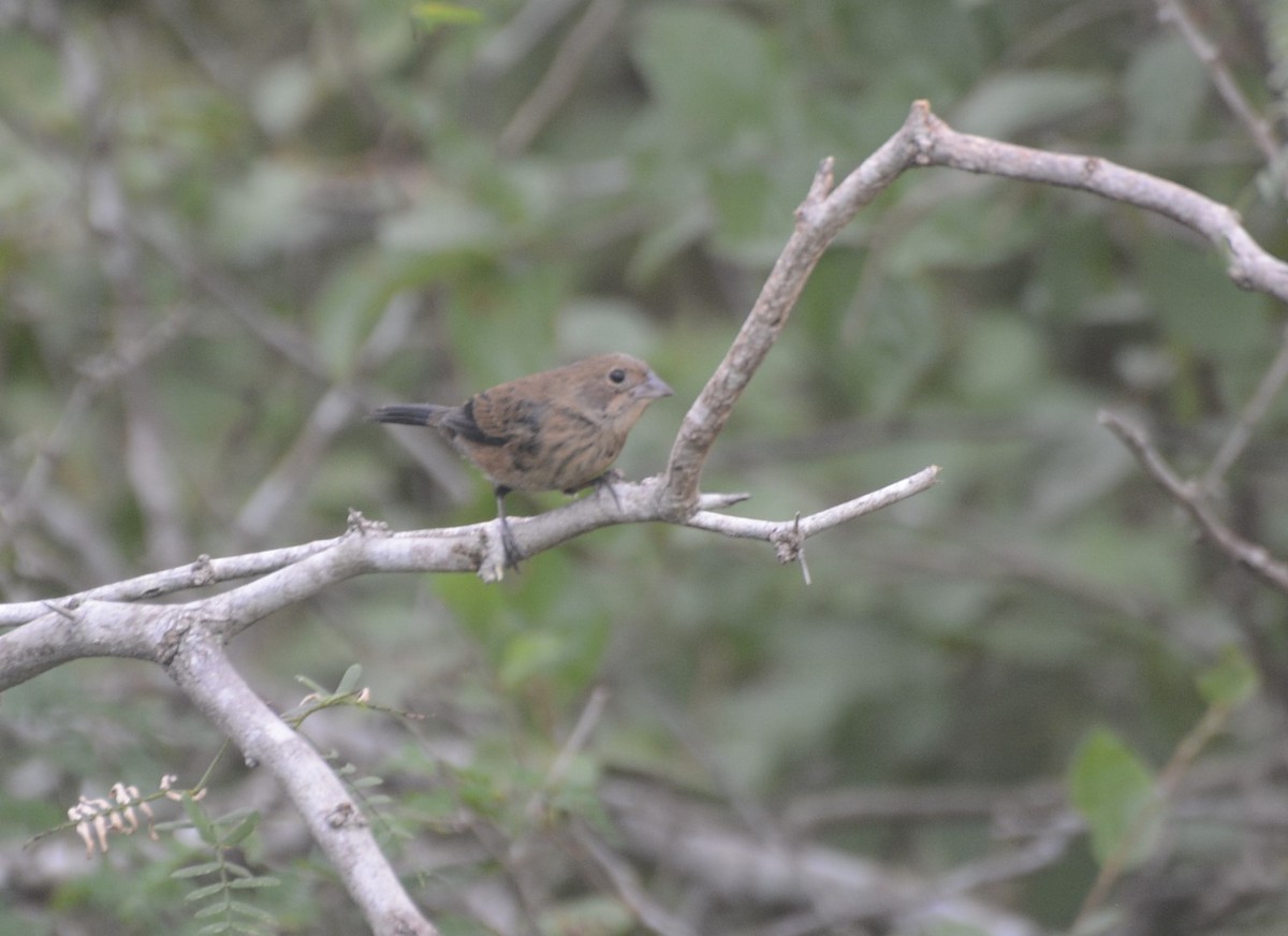 Blue-black Grassquit - ML140548781