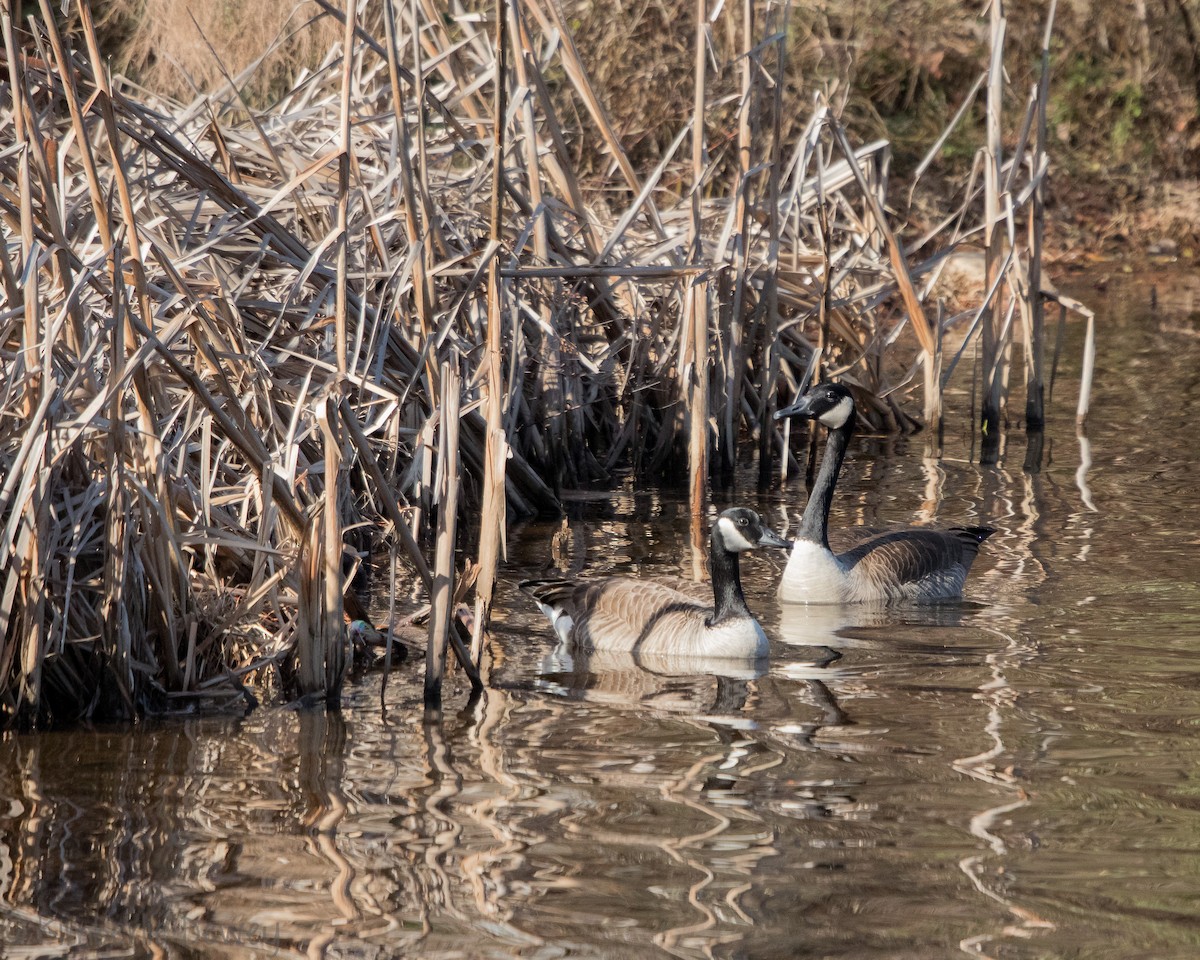 Canada Goose - ML140548941