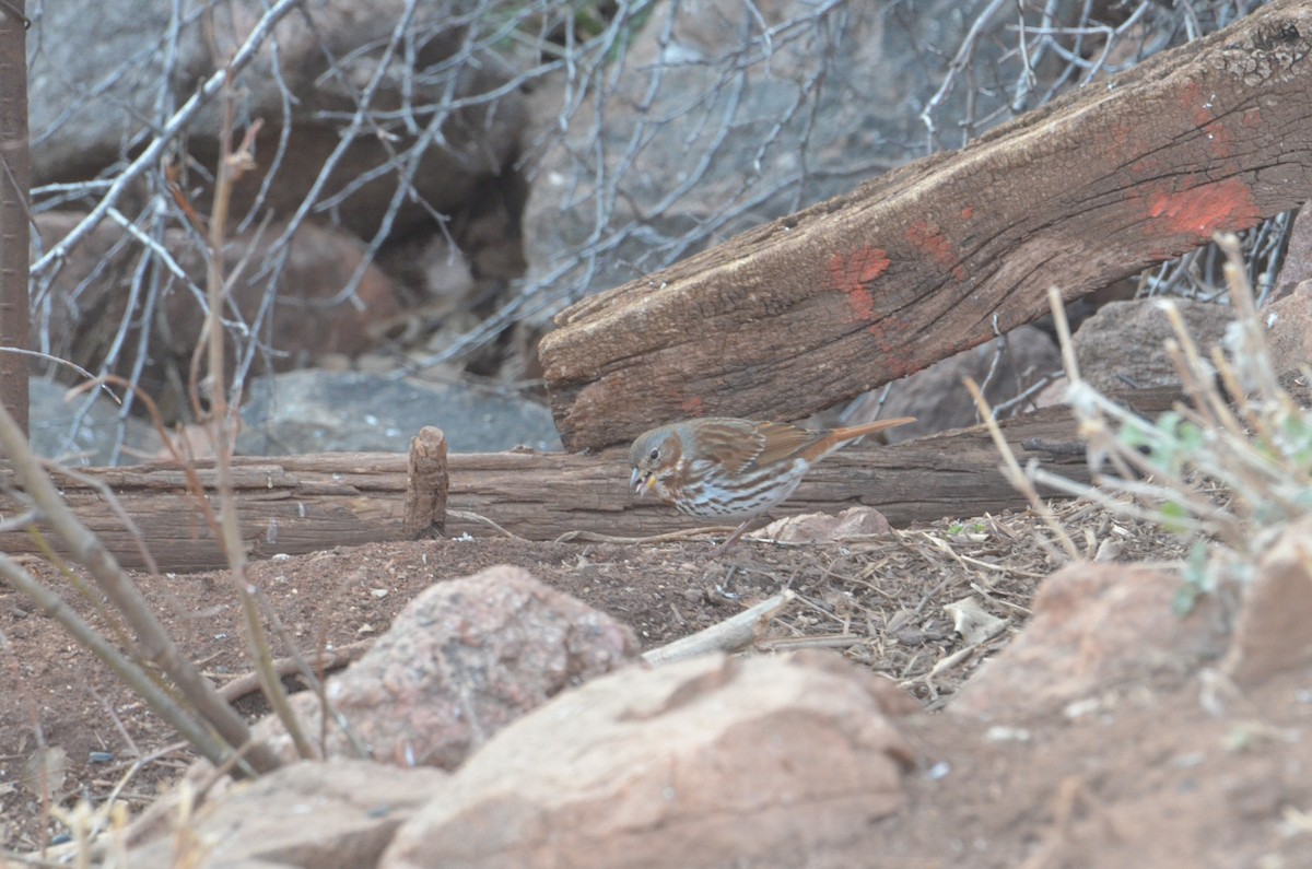 Fox Sparrow (Red) - Brian Johnson