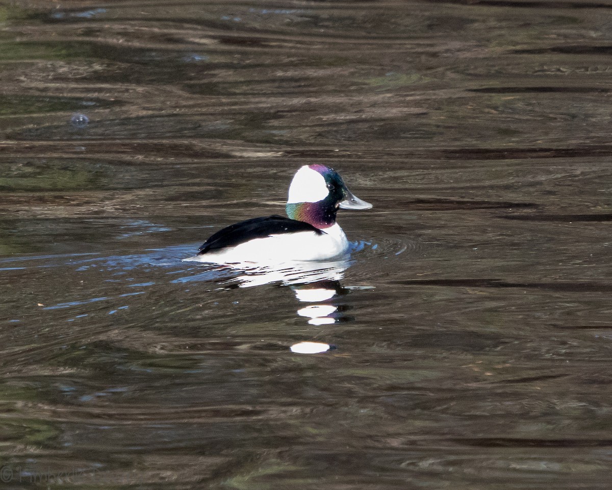 Bufflehead - ML140549171