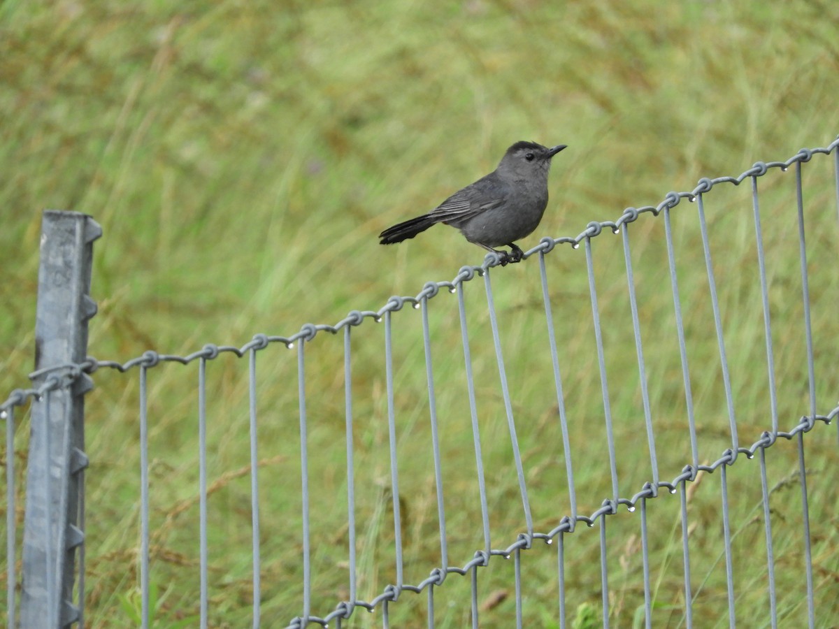 kattespottefugl - ML140549201