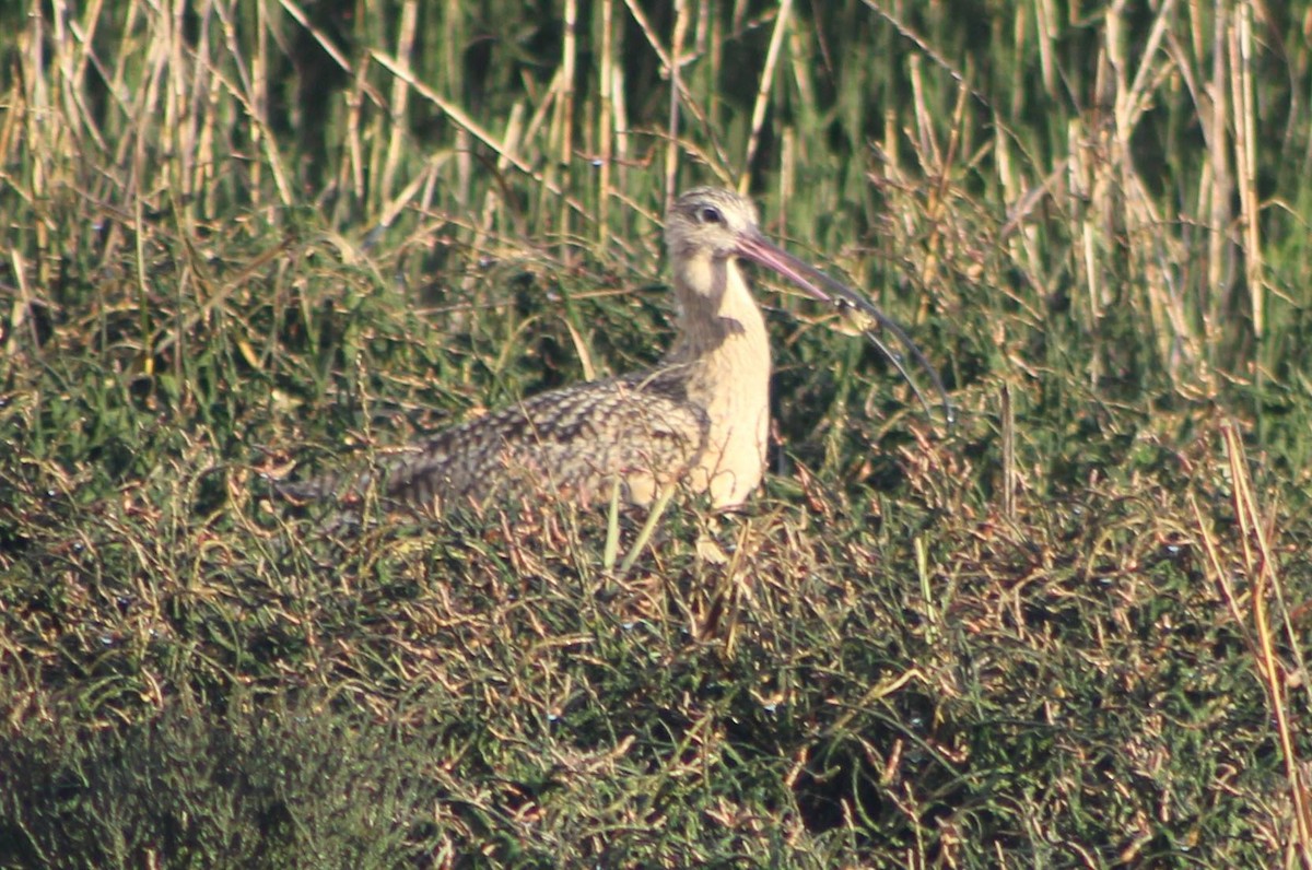 Rostbrachvogel - ML140549791