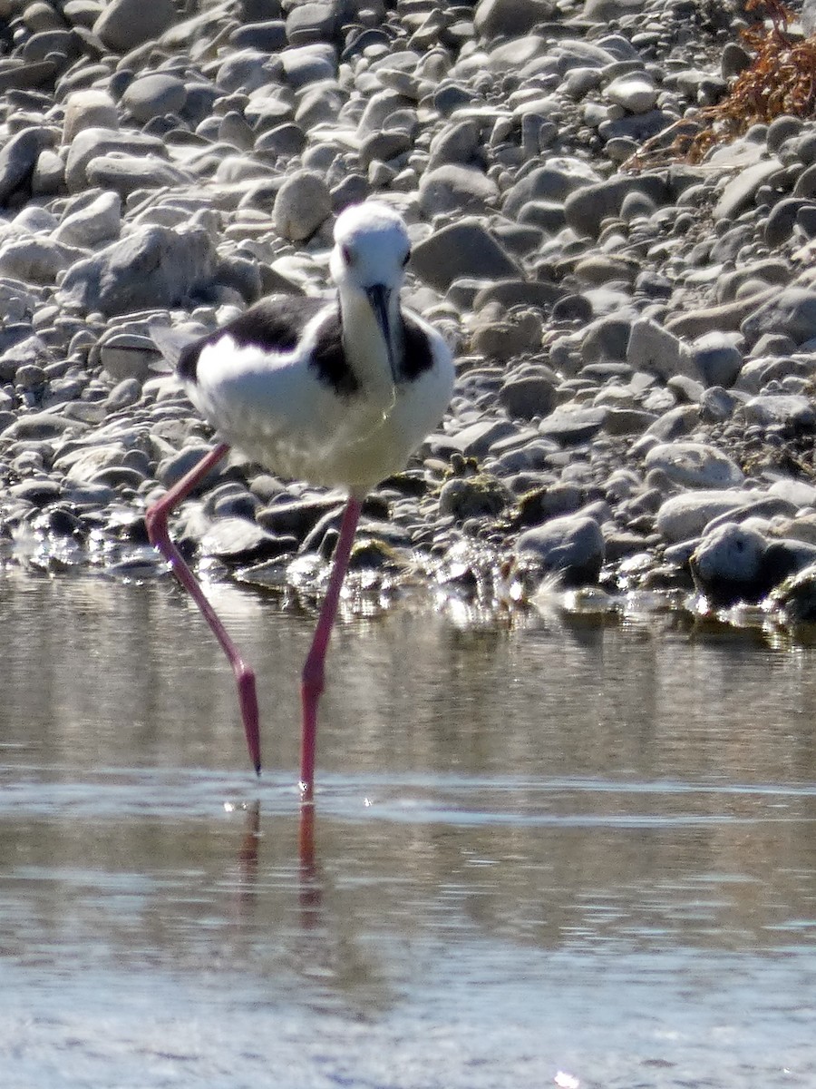 Pied Stilt - ML140549951