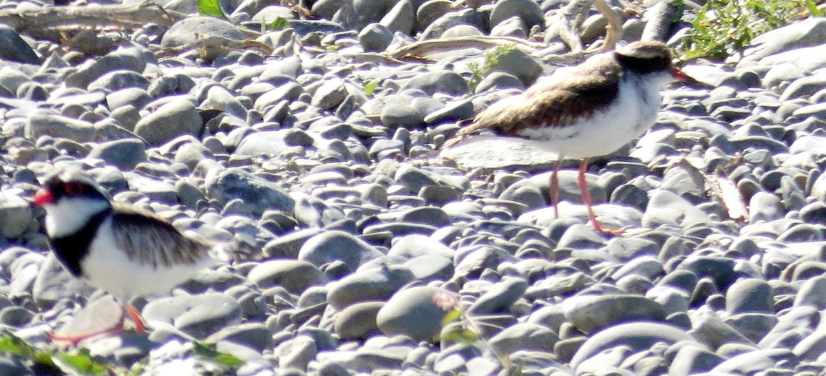 Black-fronted Dotterel - ML140550421