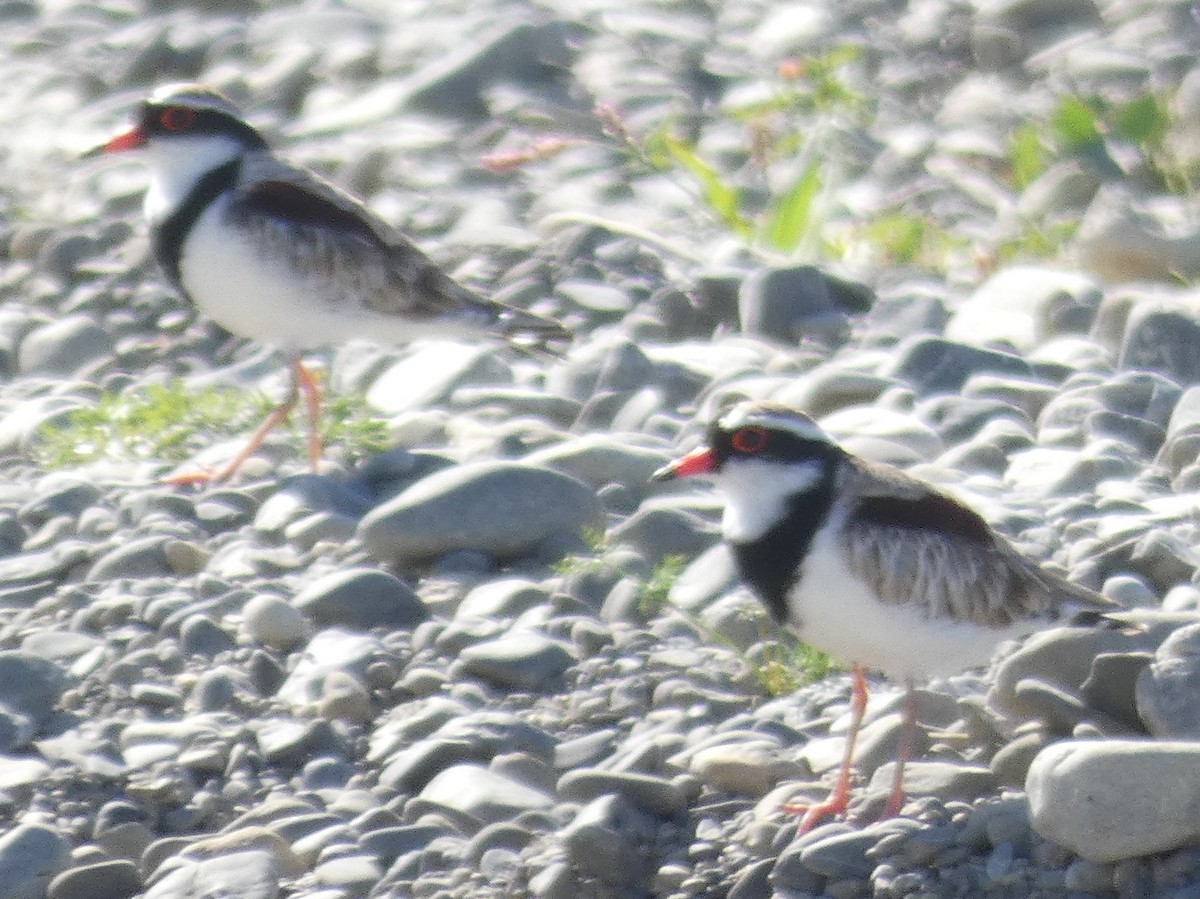 Black-fronted Dotterel - ML140550501