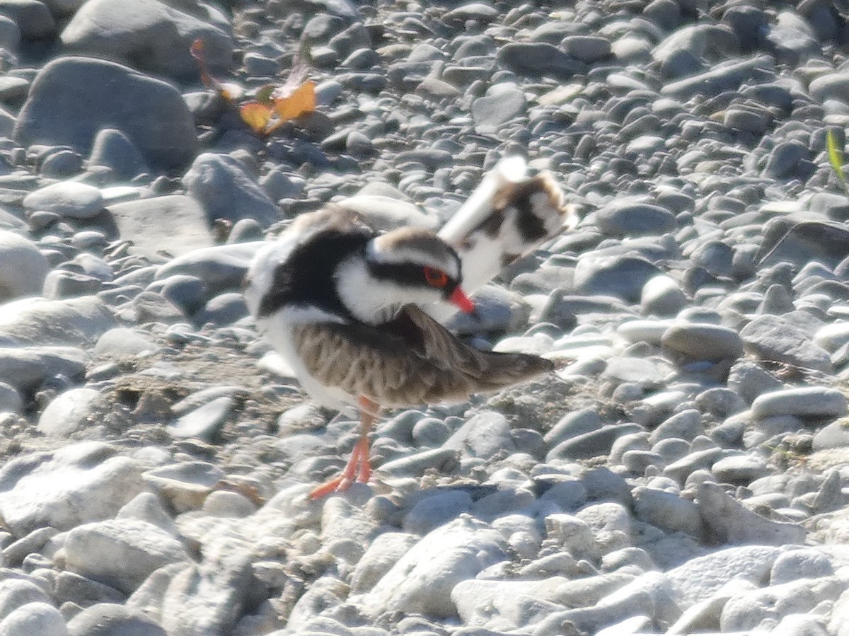 Black-fronted Dotterel - ML140550521