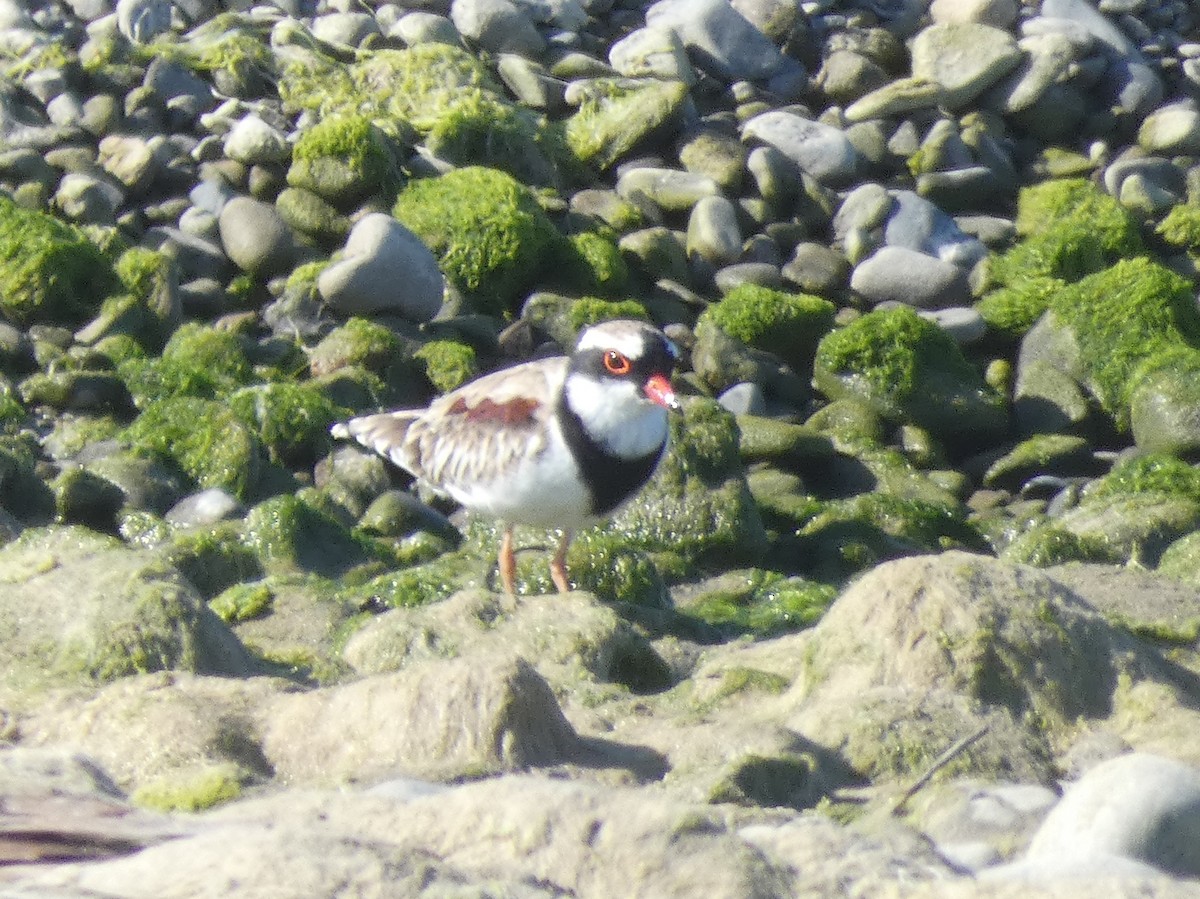 Black-fronted Dotterel - ML140550681