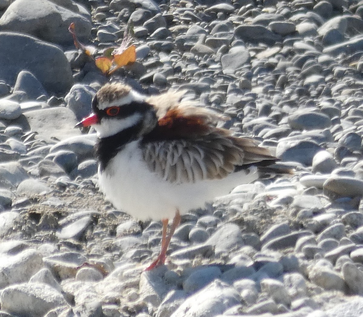 Black-fronted Dotterel - ML140550841