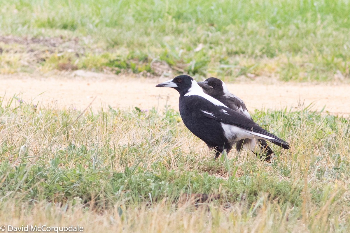 Australian Magpie - ML140551281