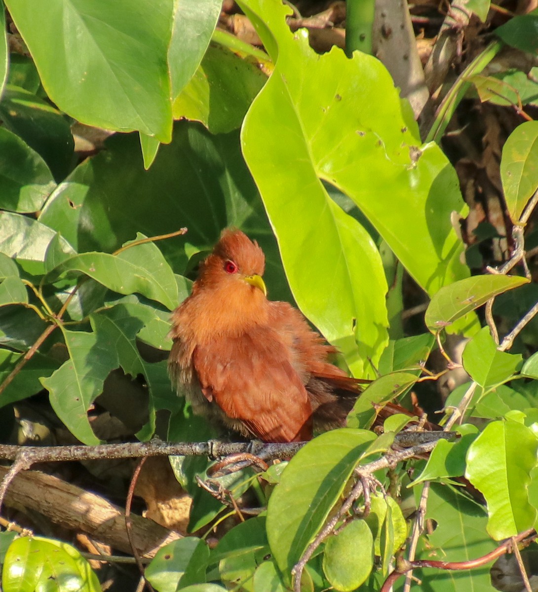 Little Cuckoo - ML140551901