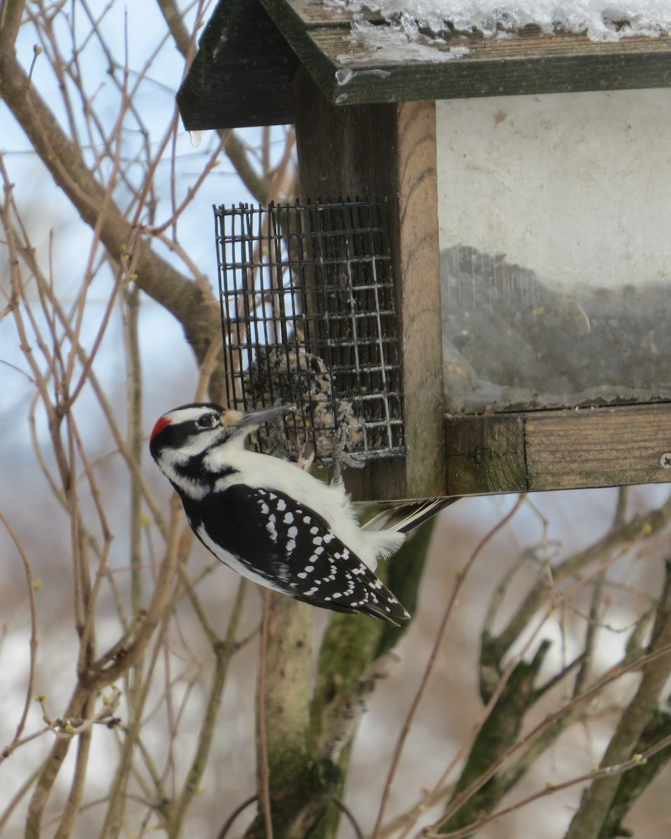 Hairy Woodpecker - ML140551991