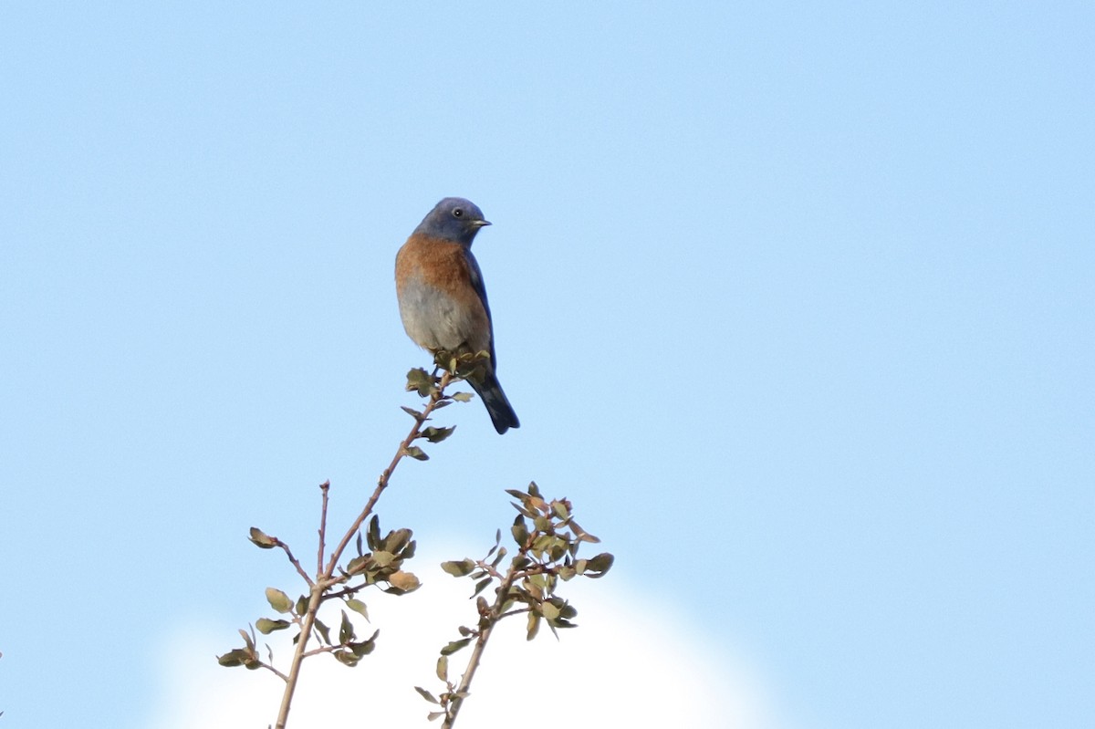 Western Bluebird - Sarah Spotten