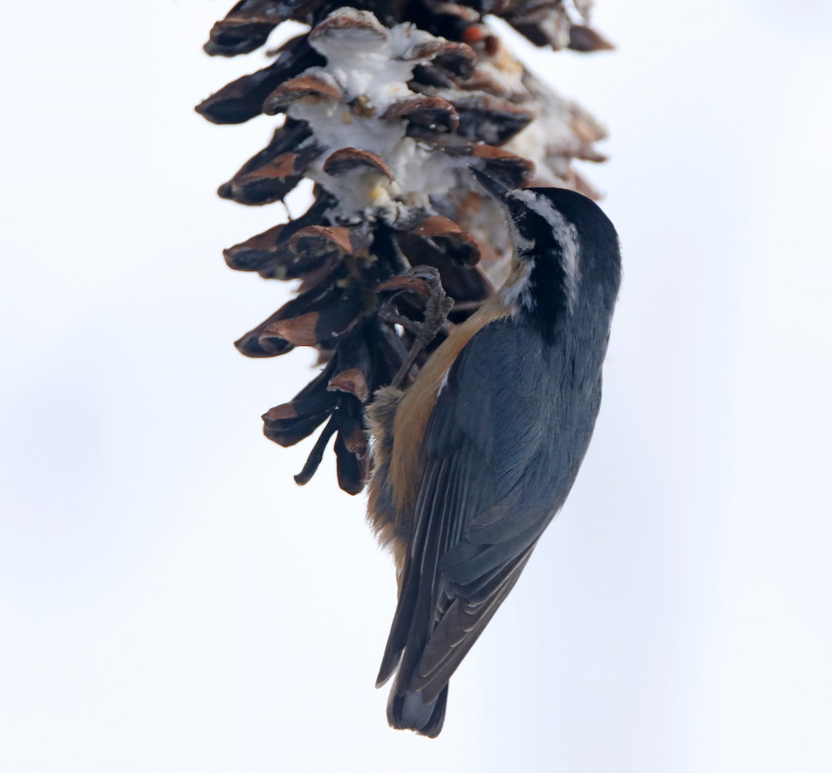 Red-breasted Nuthatch - ML140553381