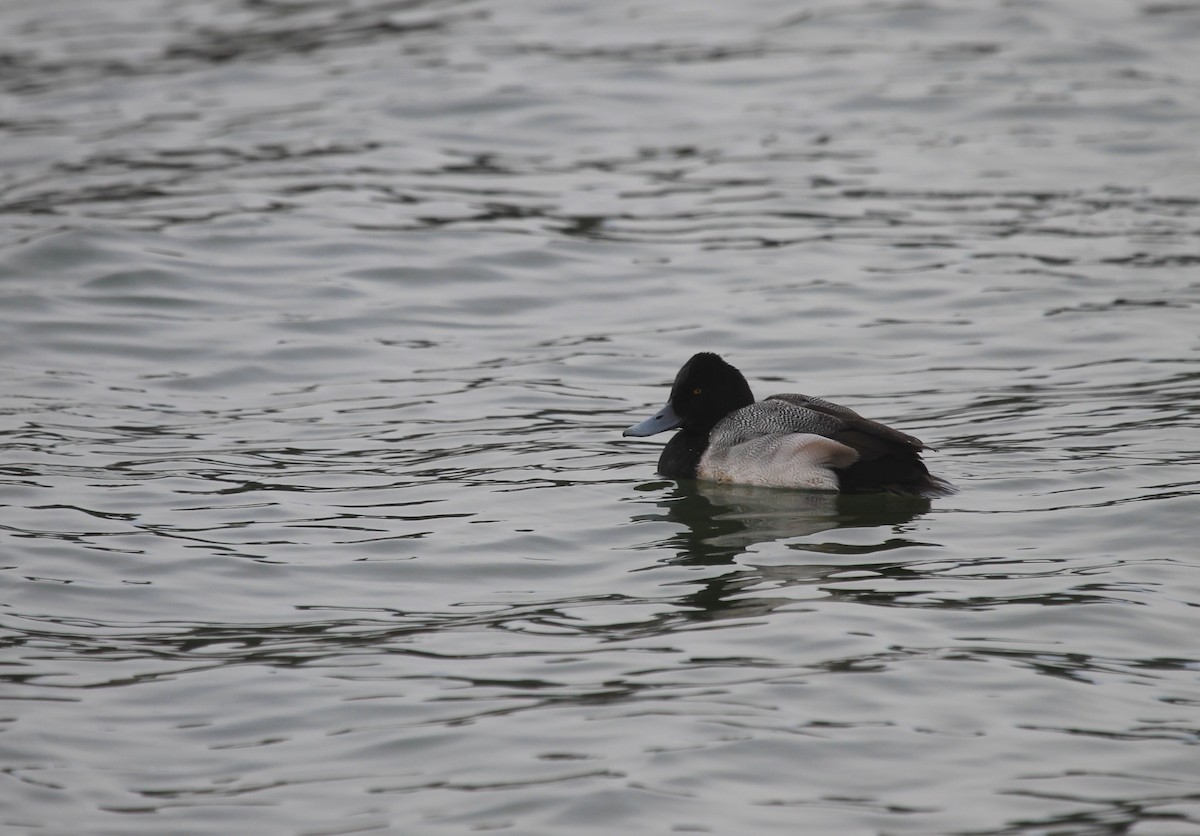 Lesser Scaup - ML140553571