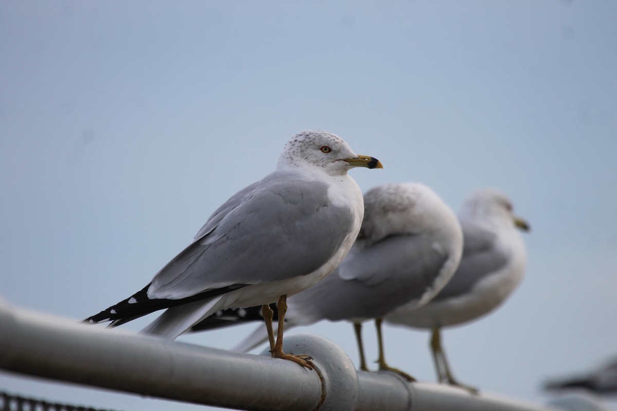 Ring-billed Gull - ML140553771