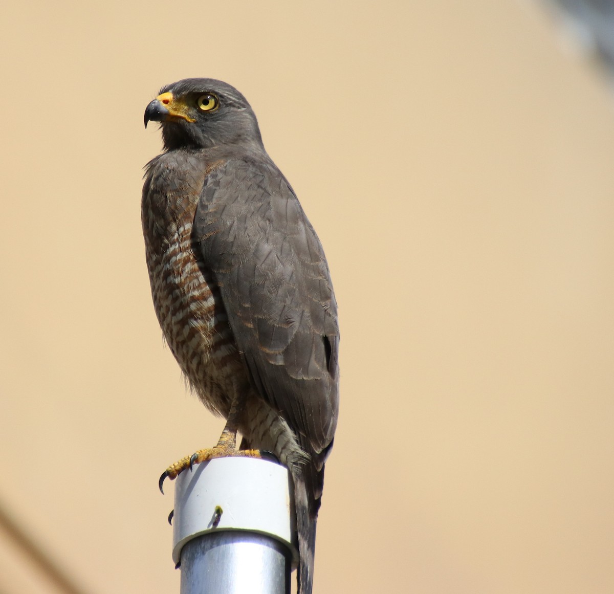 Roadside Hawk - ML140553991